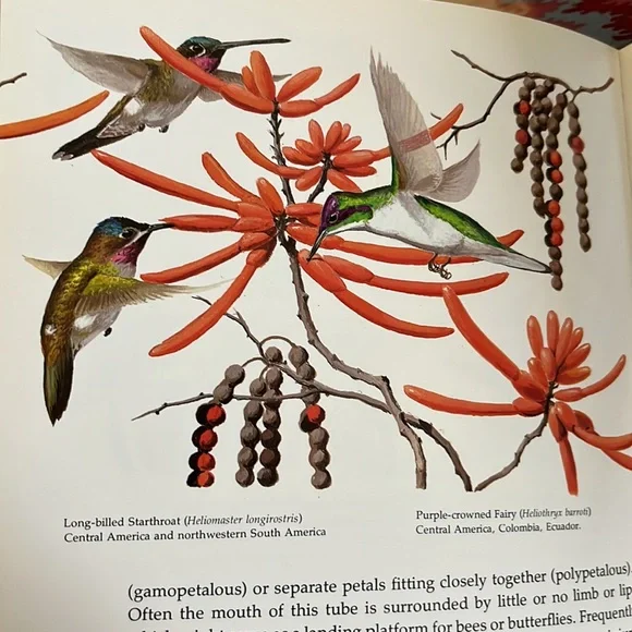 The Life Of The Hummingbird by Alexander F. Skutch HC book - Picture 7 of 12